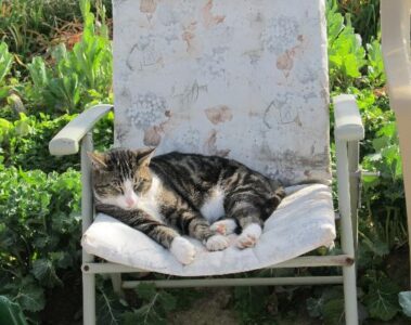 The Hoophouse Tomato: In the Ground! Image